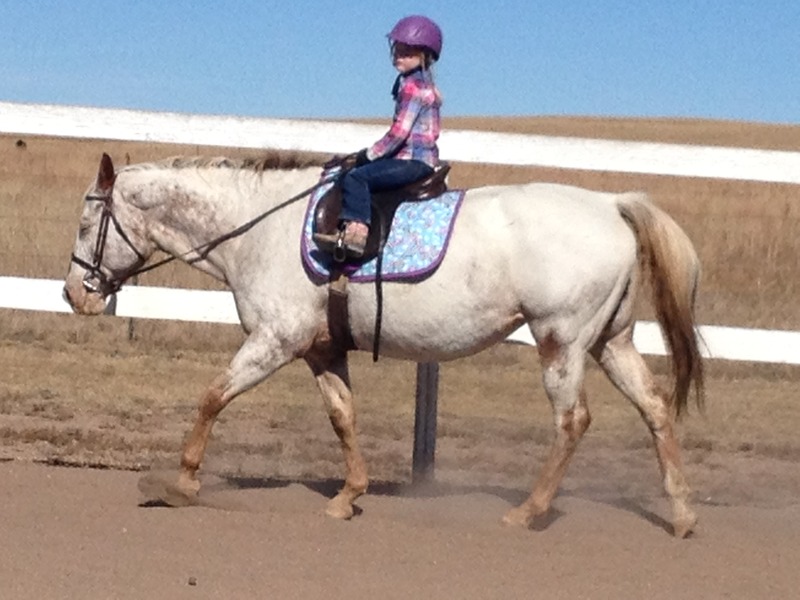 western-pleasure-shows
